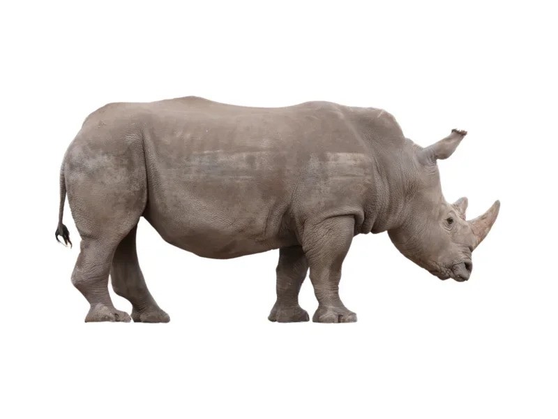 Rhinoceros | Henson's Greater Tennessee Flooring